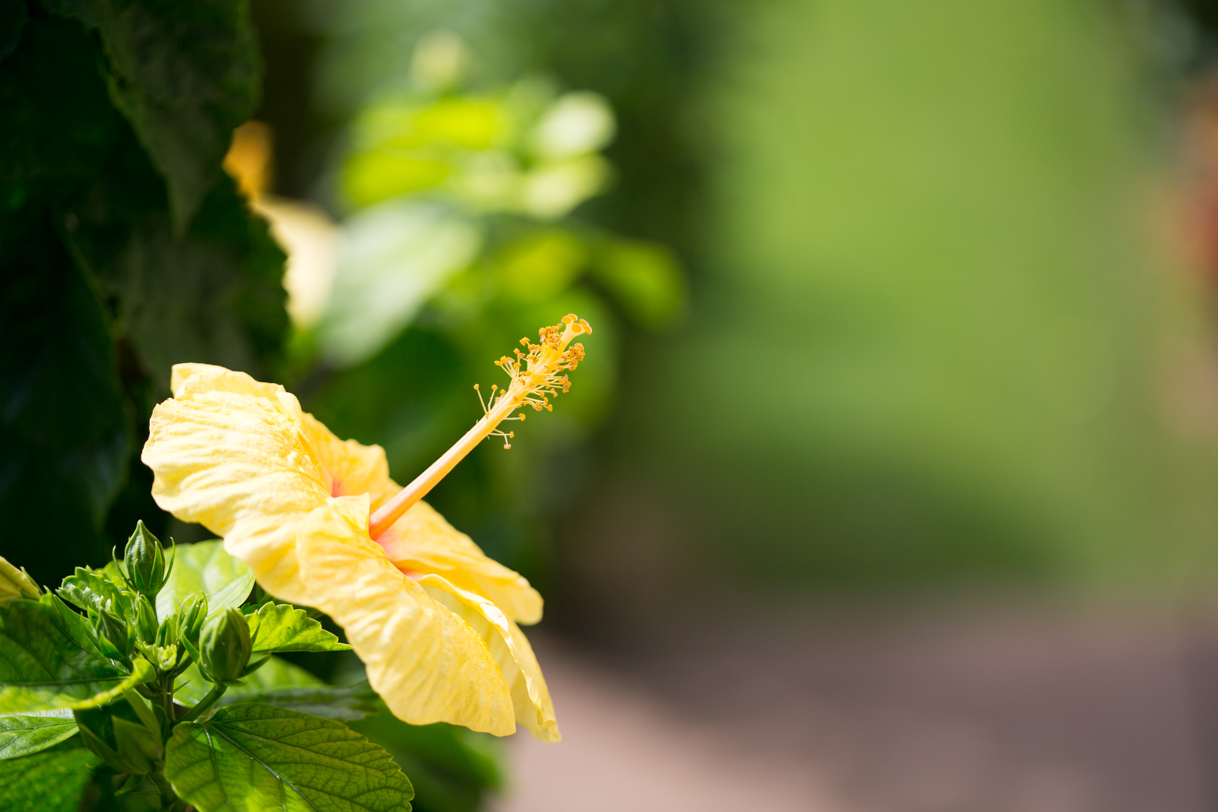 Hawaiian Flowers | PhotoLesa.com